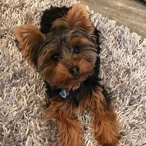 Meet your Posher, Rachel